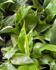 Close-up of green leaves from indoor plants with a focus on texture and color