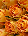 Close-up of a bouquet of orange roses with a soft focus background.