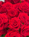 Close-up of a bouquet of red roses
