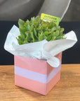 Small succulent plant in a pink box with white tissue paper on a wooden surface.