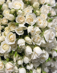 Close up of white spray roses