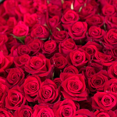 Valentines Day February 14th