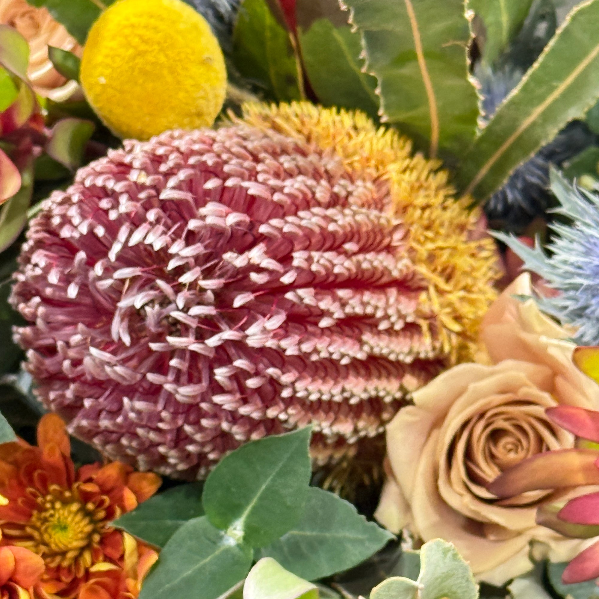 A close-up of a floral arrangement featuring a large pink and white banksia flower, a yellow Billy Button, a beige rose, and orange chrysanthemum,  surrounded by green leaves.