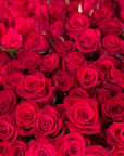 Close-up of a large number of red roses.