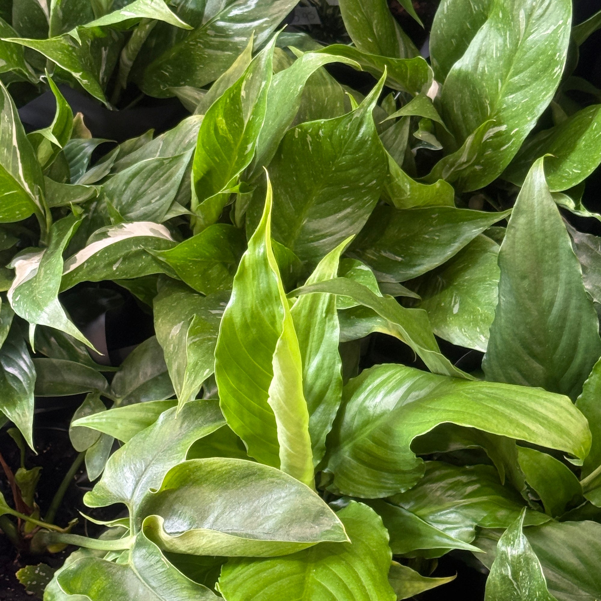 Close-up of green leaves from indoor plants with a focus on texture and color