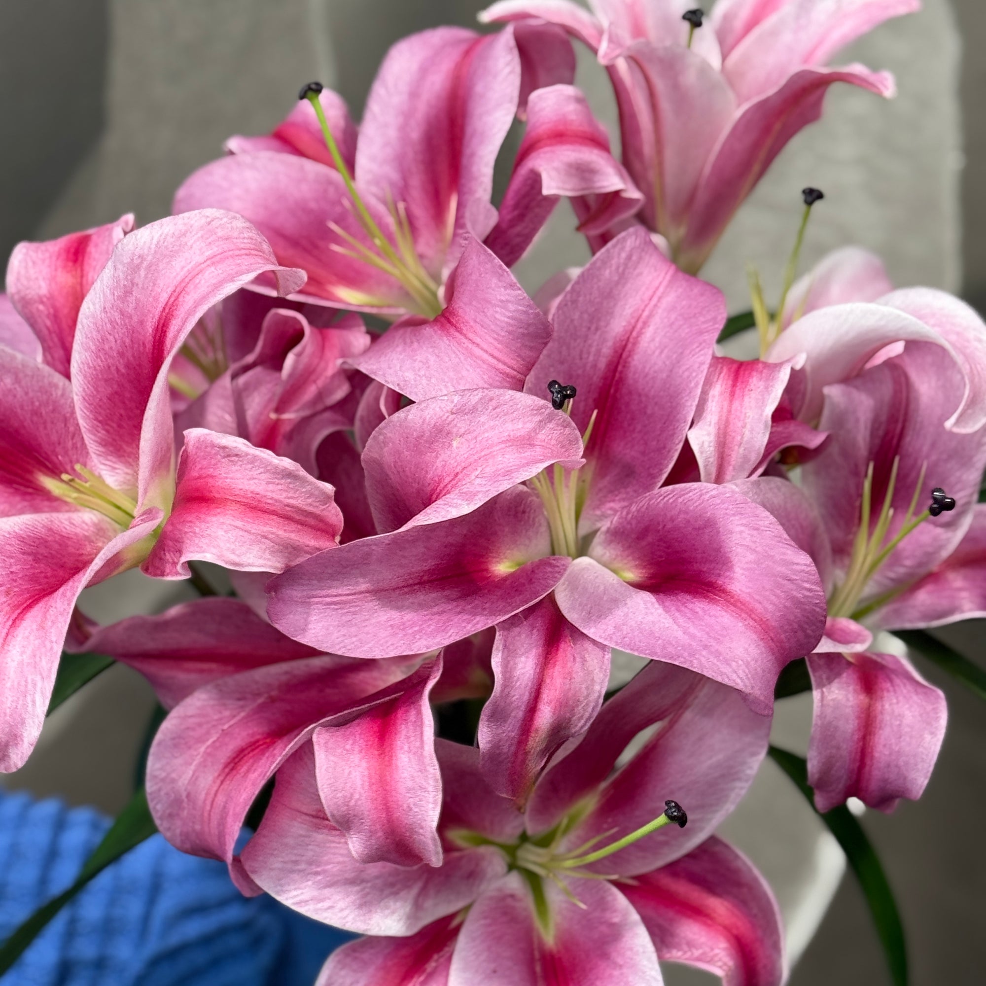 Close-up of pink lilies with a blurred background