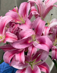 Close-up of pink lilies with a blurred background