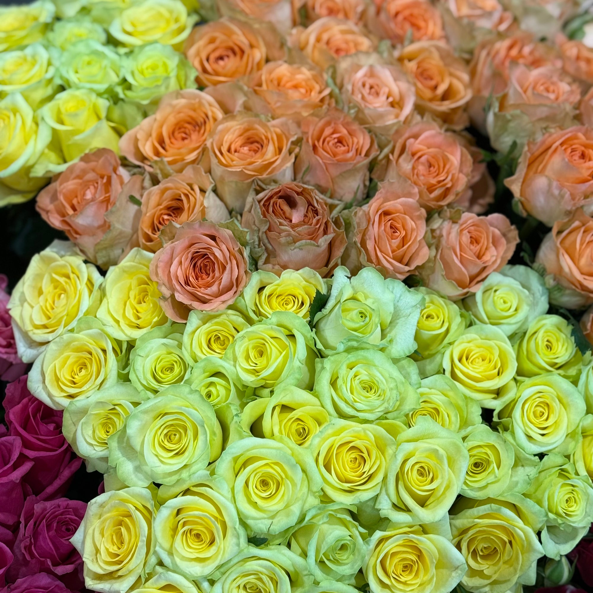 Lemon and peach roses 