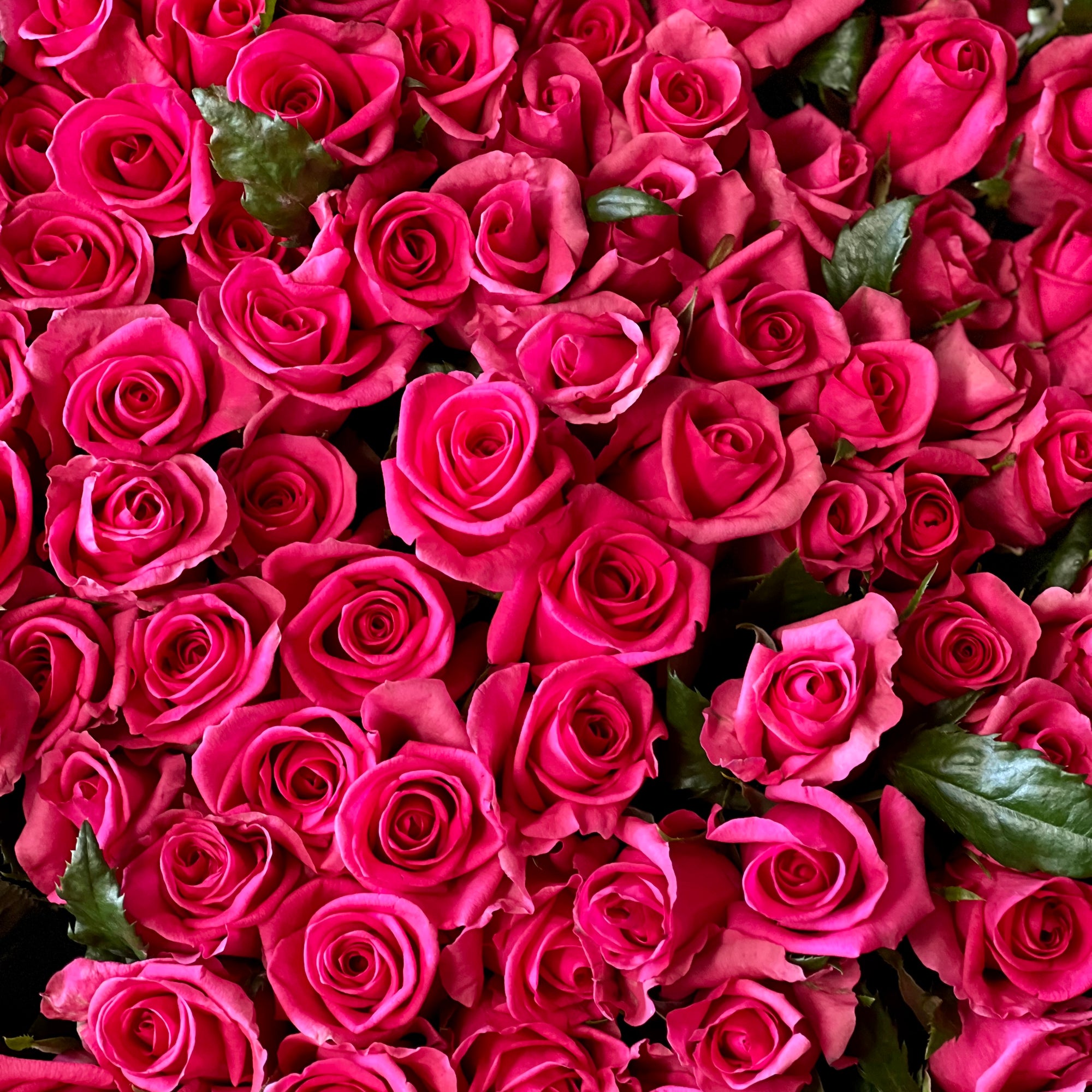 Close-up of a bouquet of pink roses with green leaves.