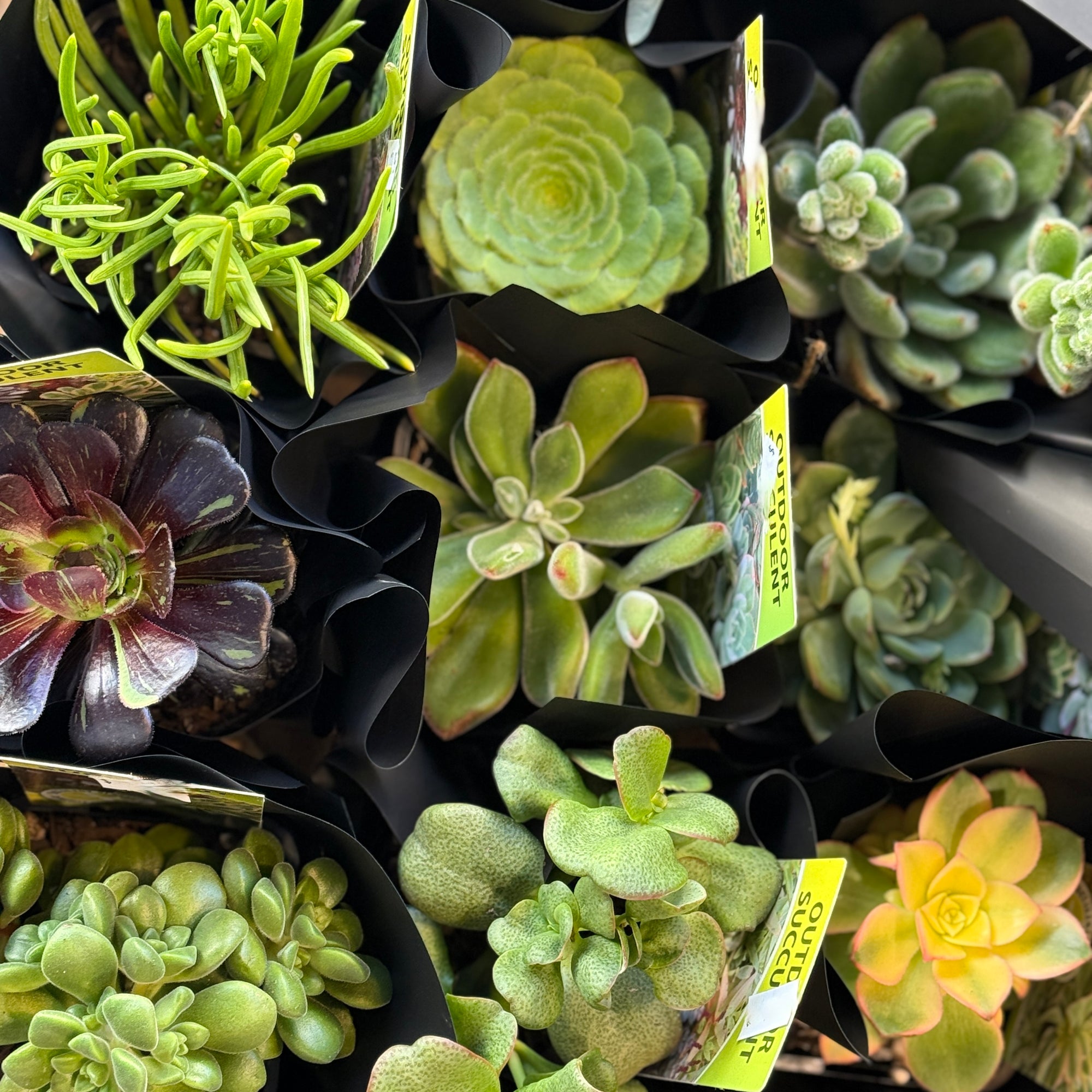 Collection of various succulents  with labels.