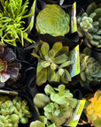 Collection of various succulents  with labels.
