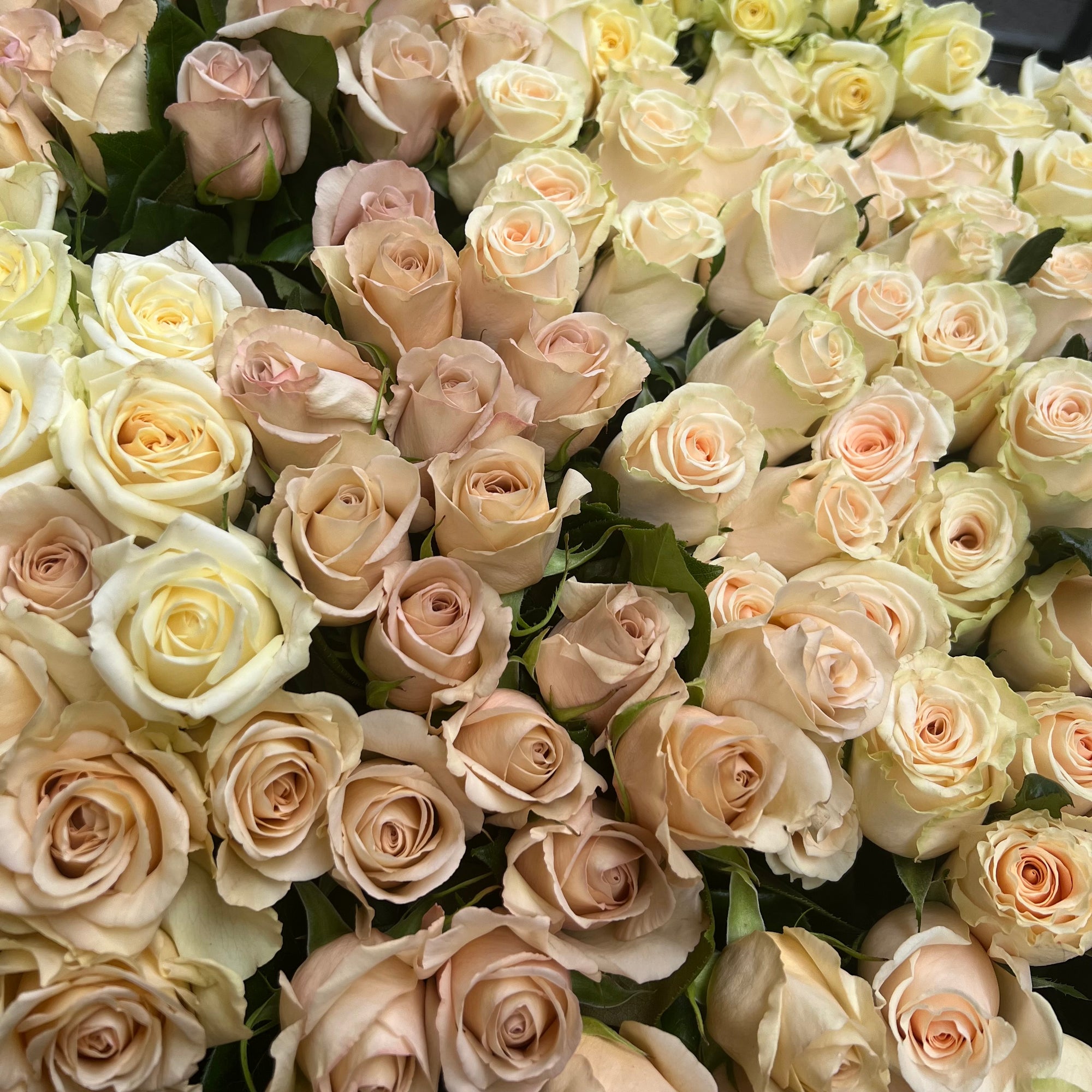 Close-up of a bouquet of light pink and white roses.