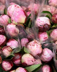 Cut Flower Bunch | Peony