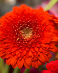 Cut Flower Bunch | Pomponi Gerberas