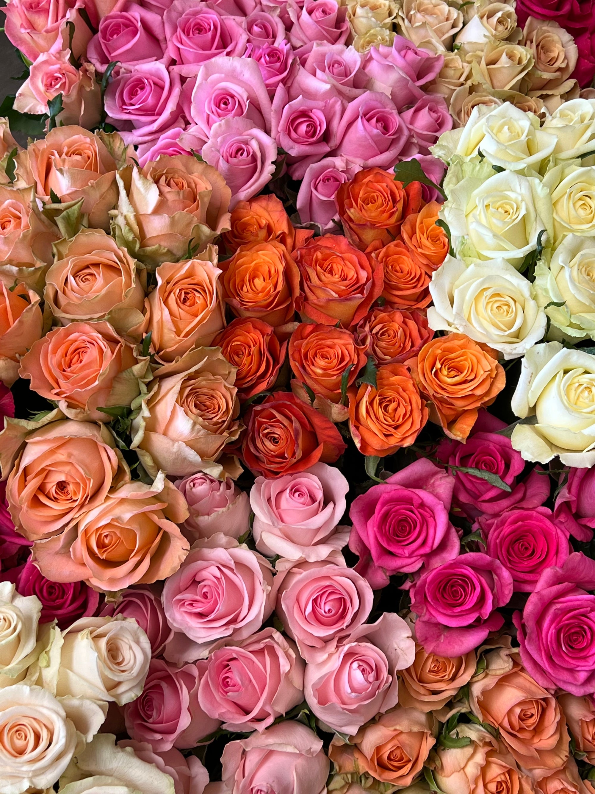 Close up image of pink, orange, apricot and cream roses