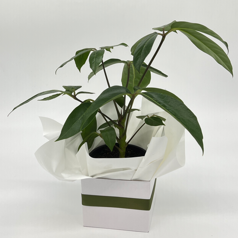 A potted indoor plant with green leaves, gift wrapped in white paper with a green stripe, presented in a white box.