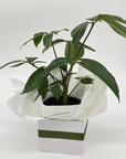 A potted indoor plant with green leaves, gift wrapped in white paper with a green stripe, presented in a white box.