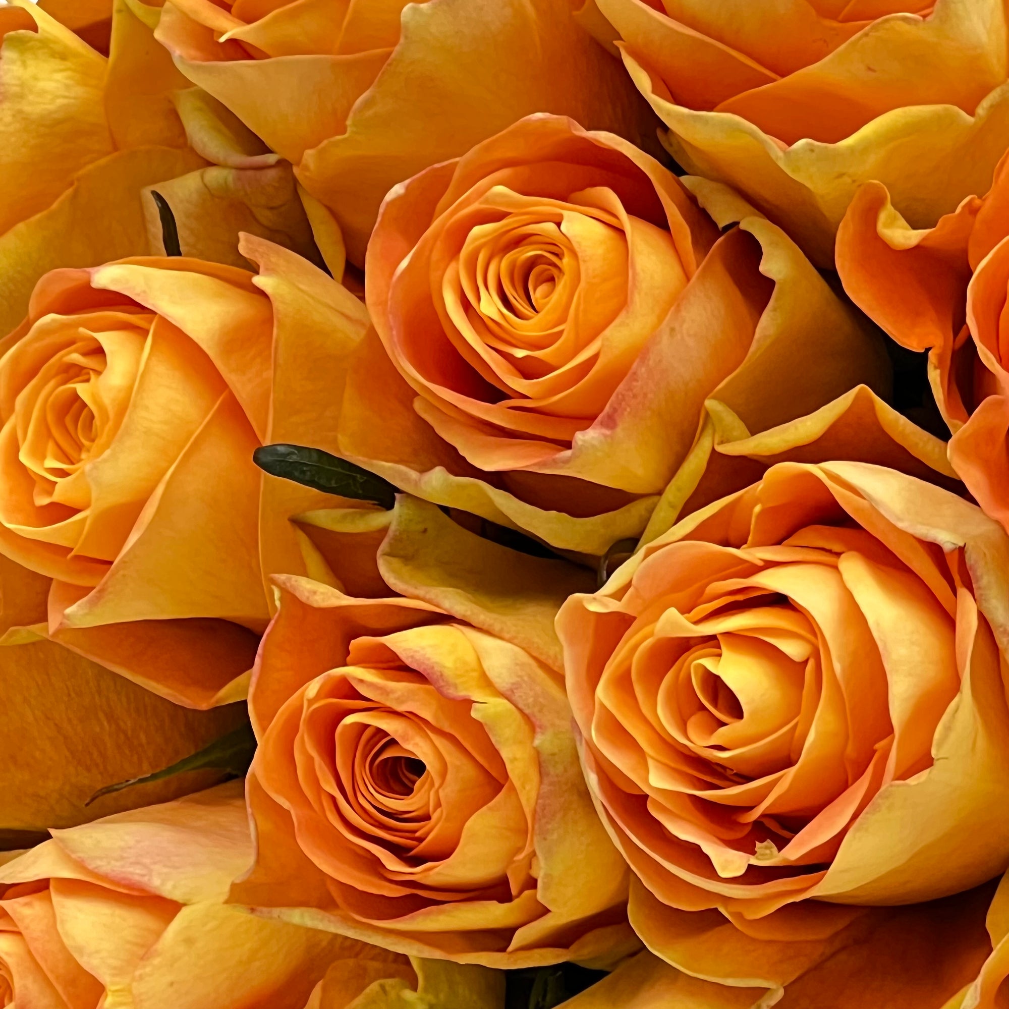 Close-up of a bouquet of orange roses with a soft focus background.