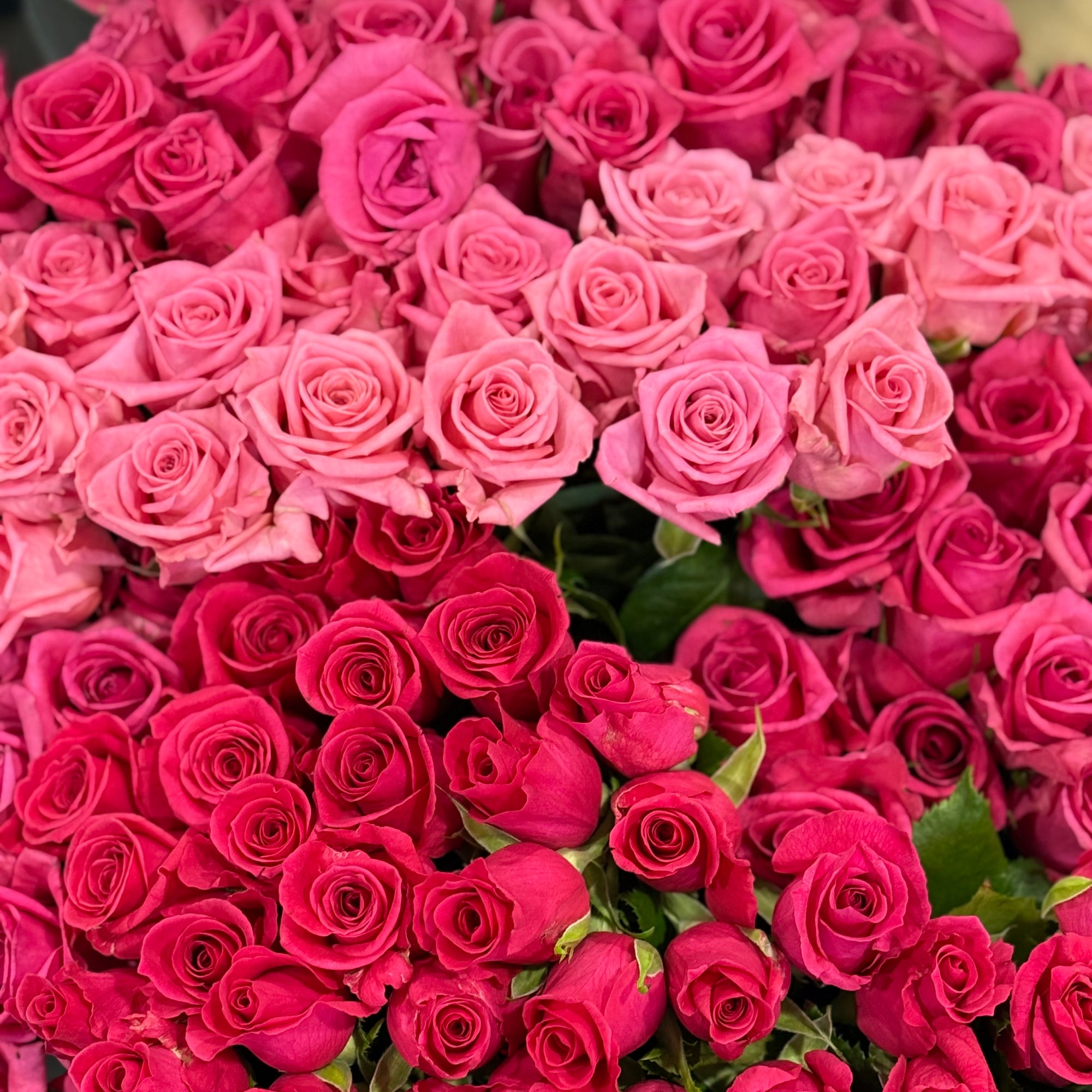 Close-up of assorted pink roses with green leaves.