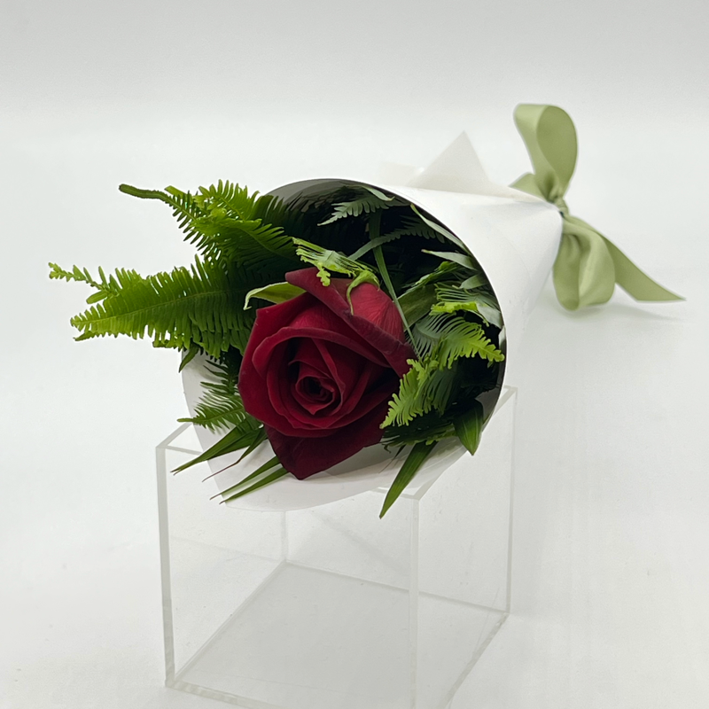 Single red rose with foliage gift wrapped