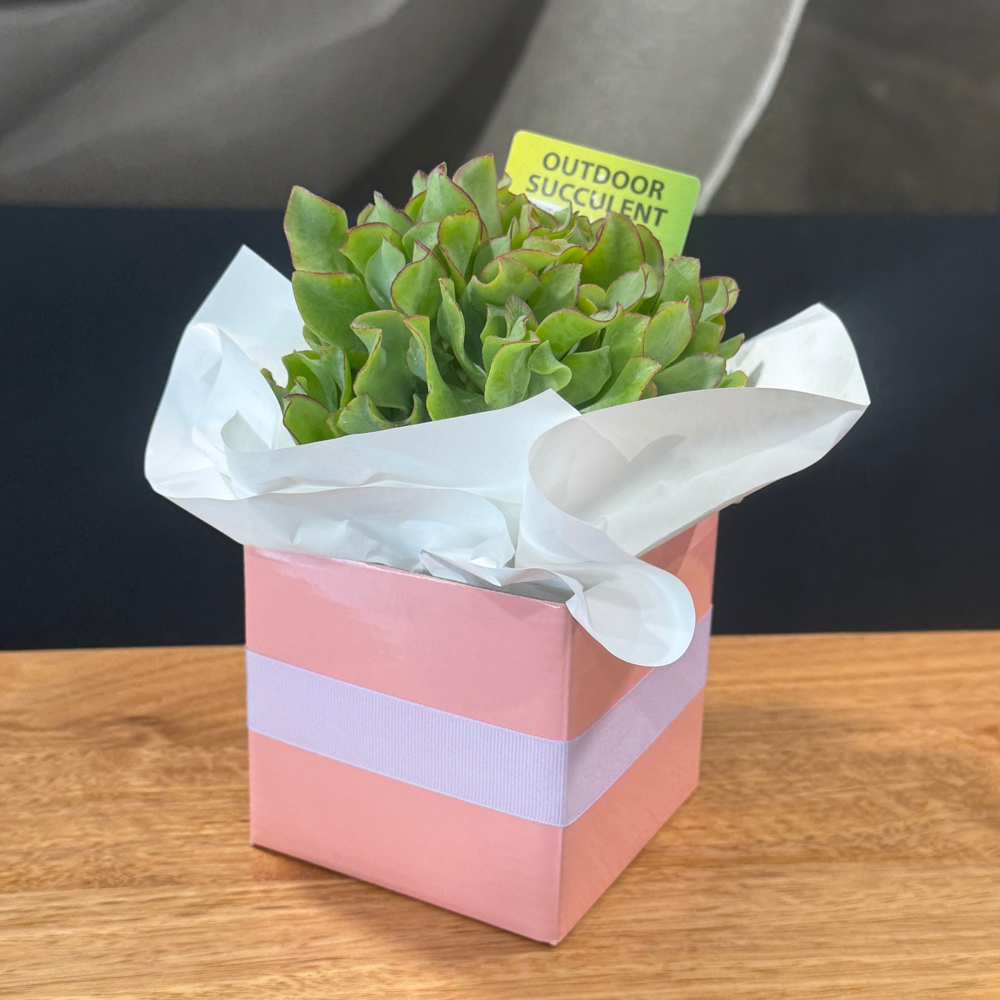 Small succulent plant in a pink box with white tissue paper on a wooden surface.