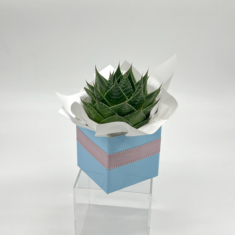 A small potted succulent plant with green leaves, wrapped in white paper and presented in a blue pot with a pink ribbon.
