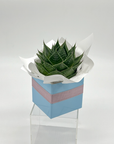 A small potted succulent plant with green leaves, wrapped in white paper and presented in a blue pot with a pink ribbon.