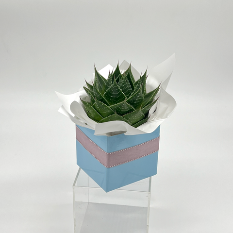 Small Succulent Plant | Gift Wrapped