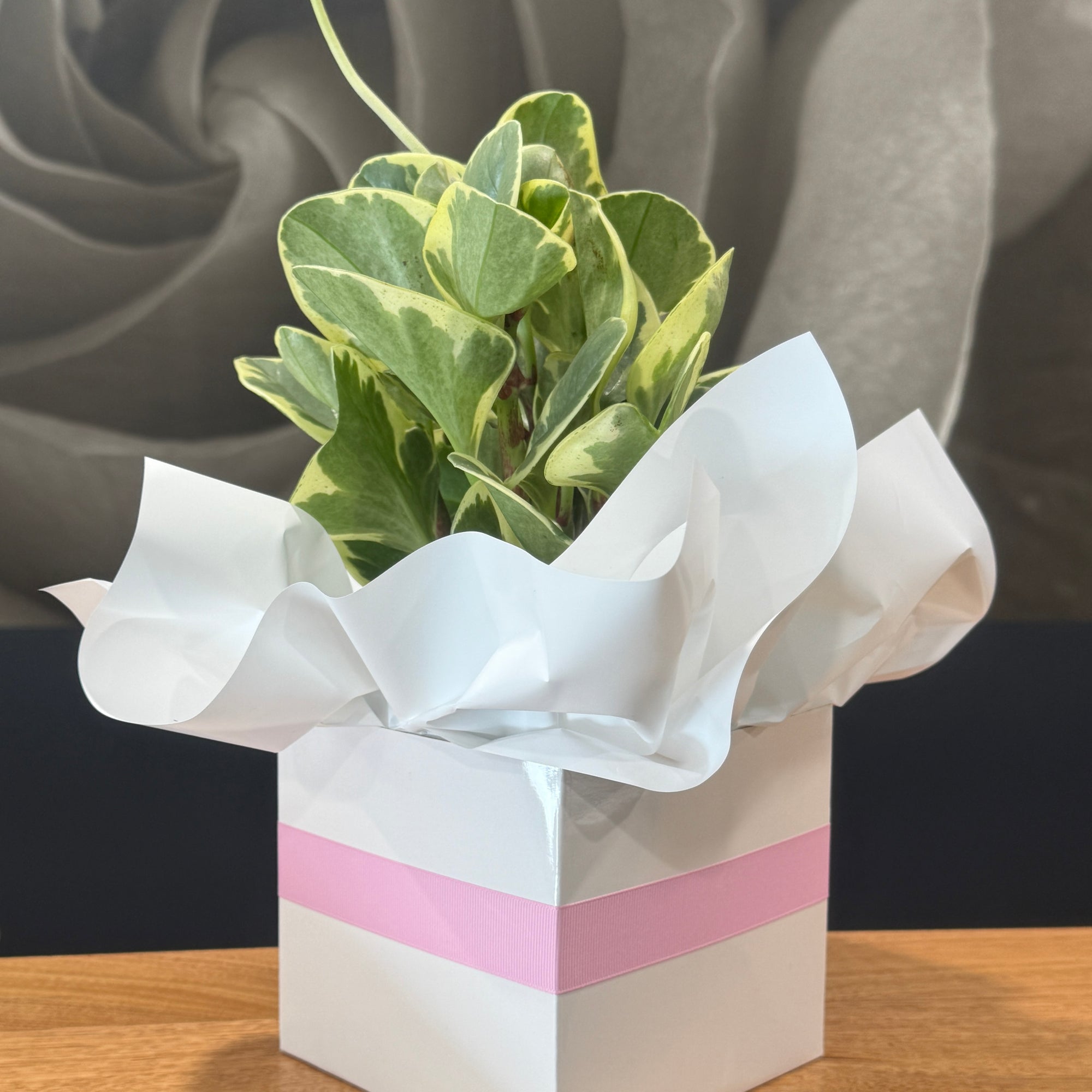 Potted plant wrapped in white paper with a pink ribbon on a wooden surface.