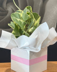 Potted plant wrapped in white paper with a pink ribbon on a wooden surface.
