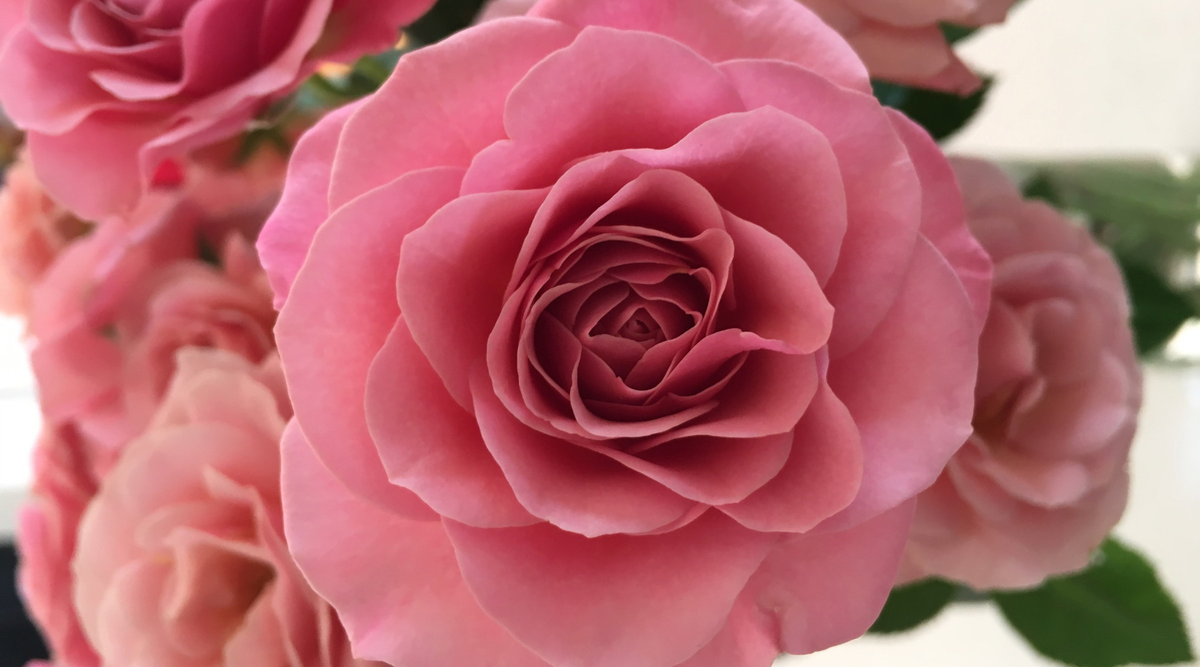 the Tamar Valley Rose shops, for fresh flowers delivered daily ...